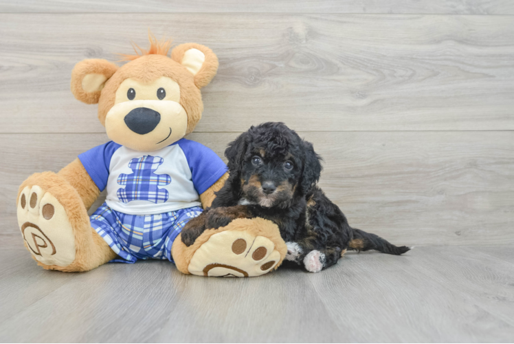 Mini Bernedoodle Puppy for Adoption