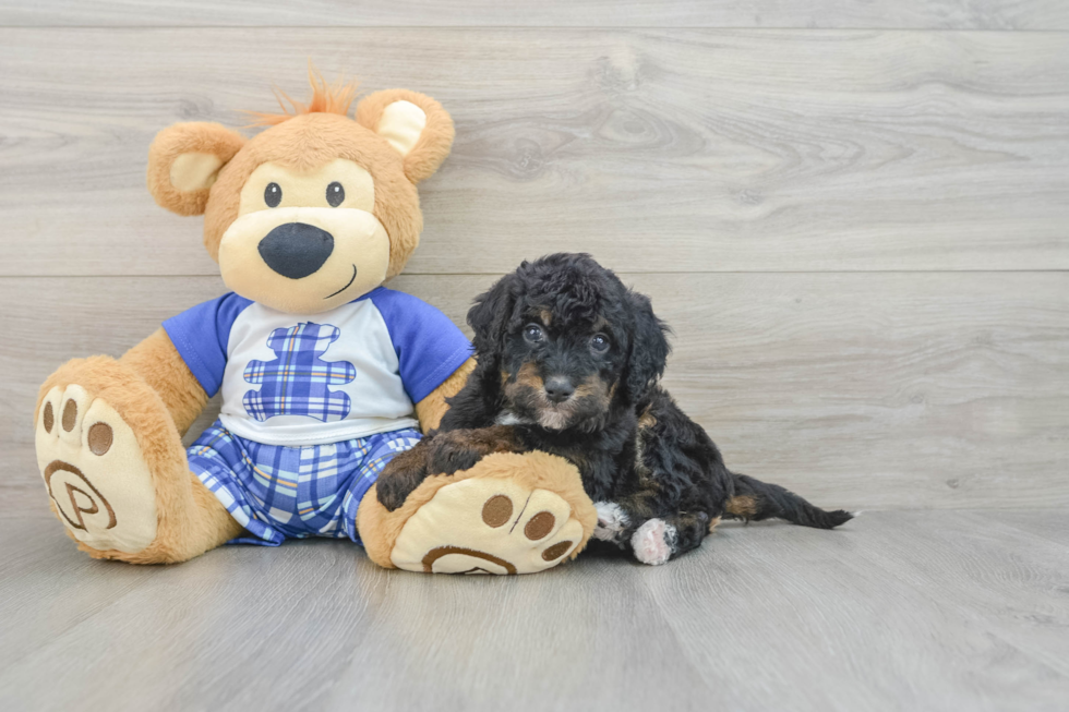 Mini Bernedoodle Puppy for Adoption