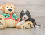 7 week old Mini Bernedoodle Puppy For Sale - Premier Pups