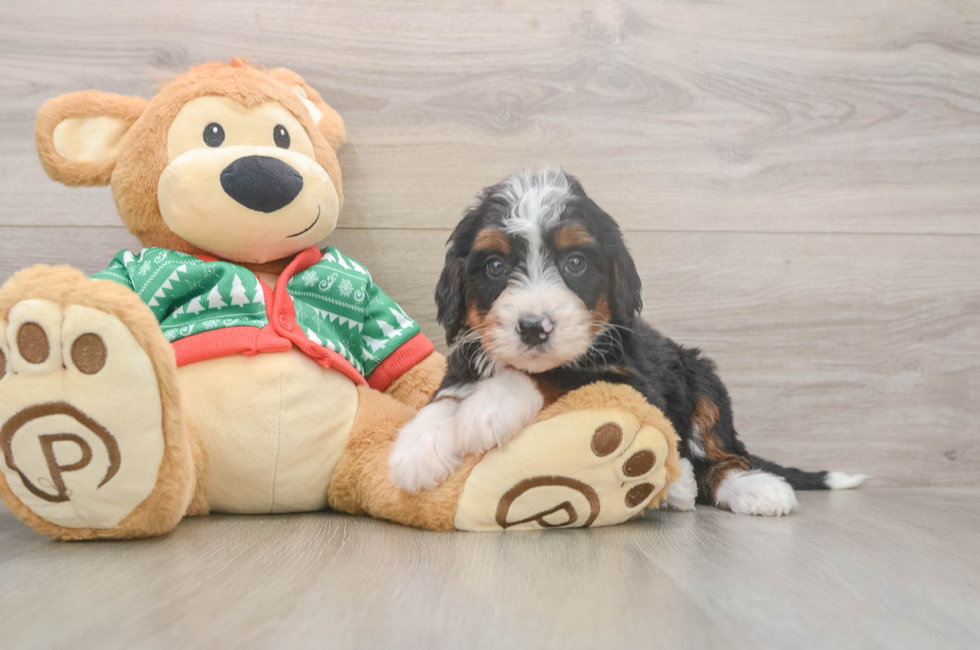 7 week old Mini Bernedoodle Puppy For Sale - Premier Pups