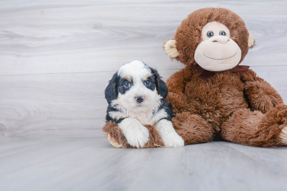 Popular Mini Bernedoodle Poodle Mix Pup