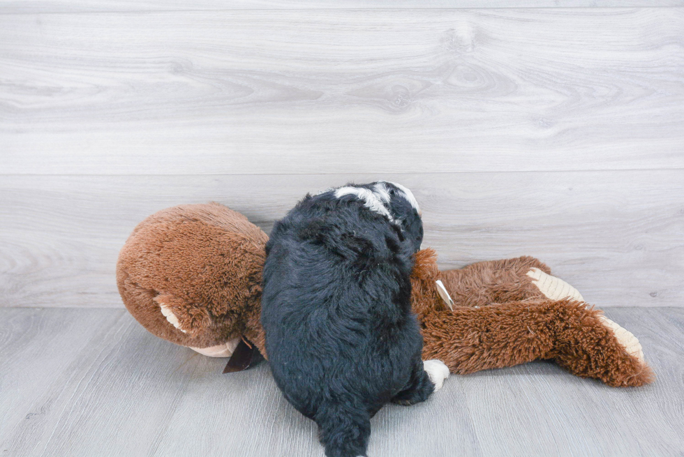 Mini Bernedoodle Puppy for Adoption