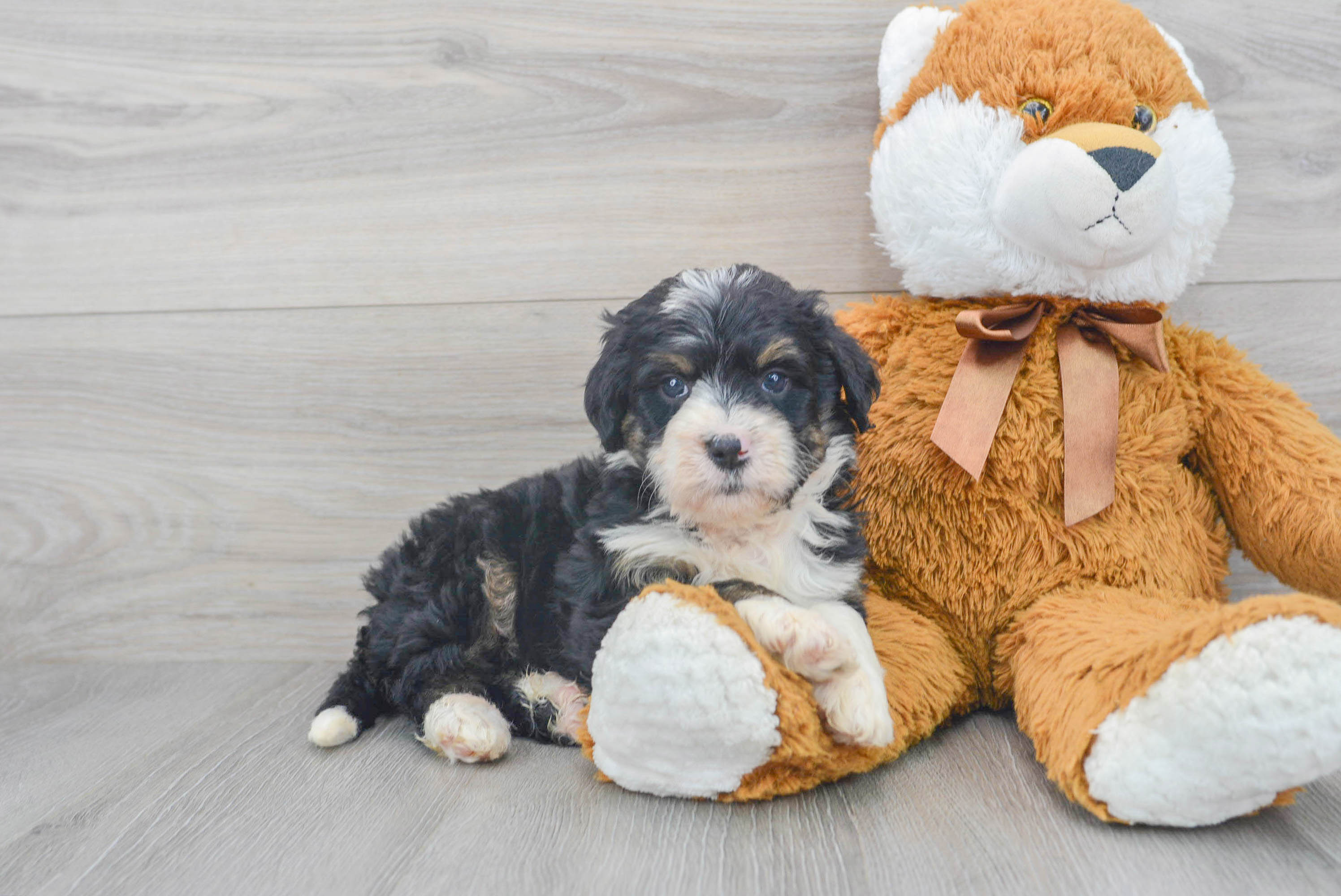 Mini Bernedoodle Pup Being Cute
