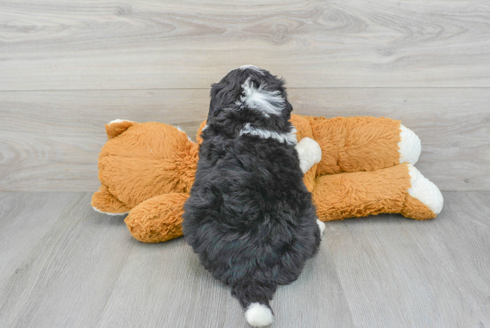 Popular Mini Bernedoodle Poodle Mix Pup