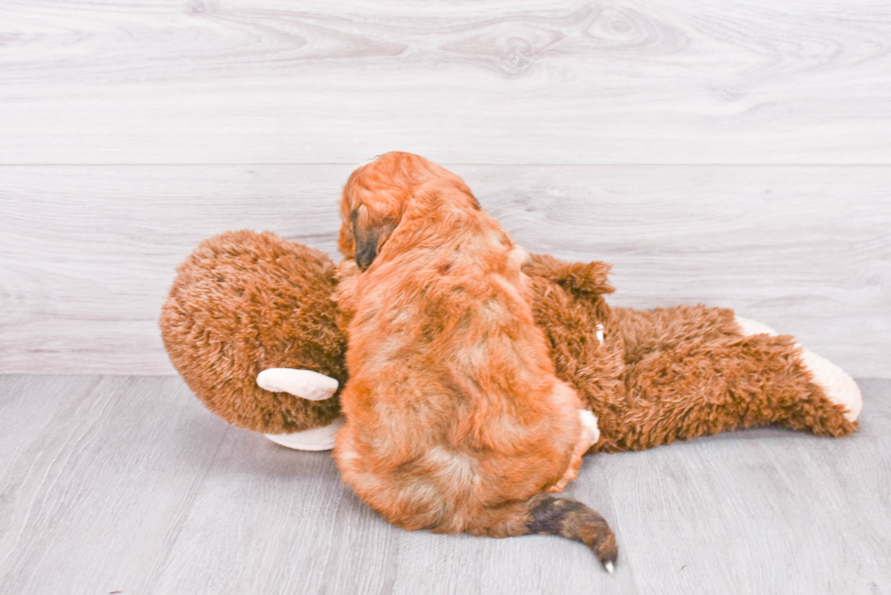 Little Mini Berniedoodle Poodle Mix Puppy