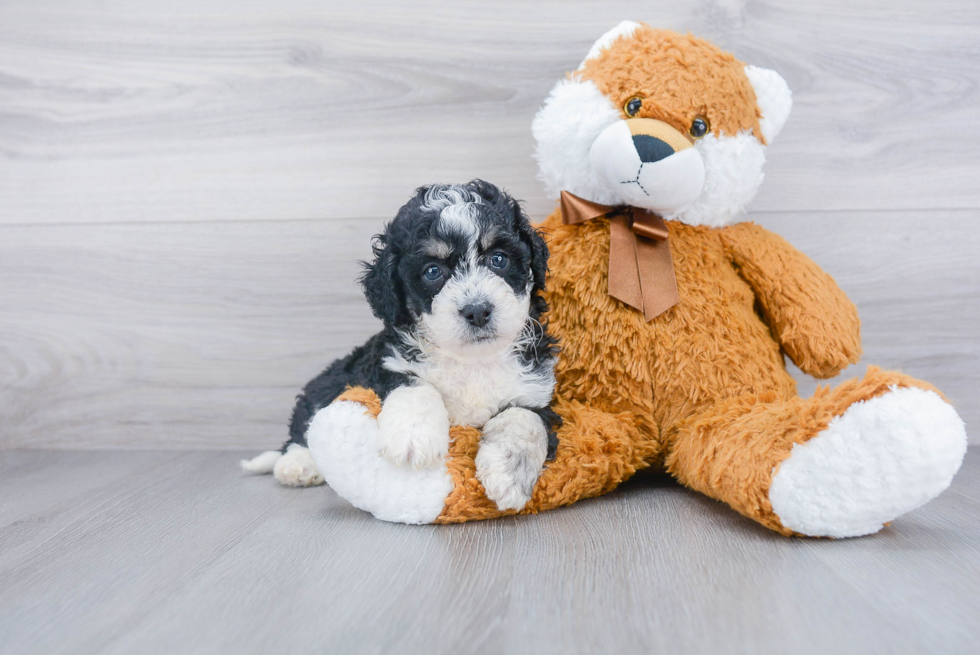 Happy Mini Bernedoodle Baby
