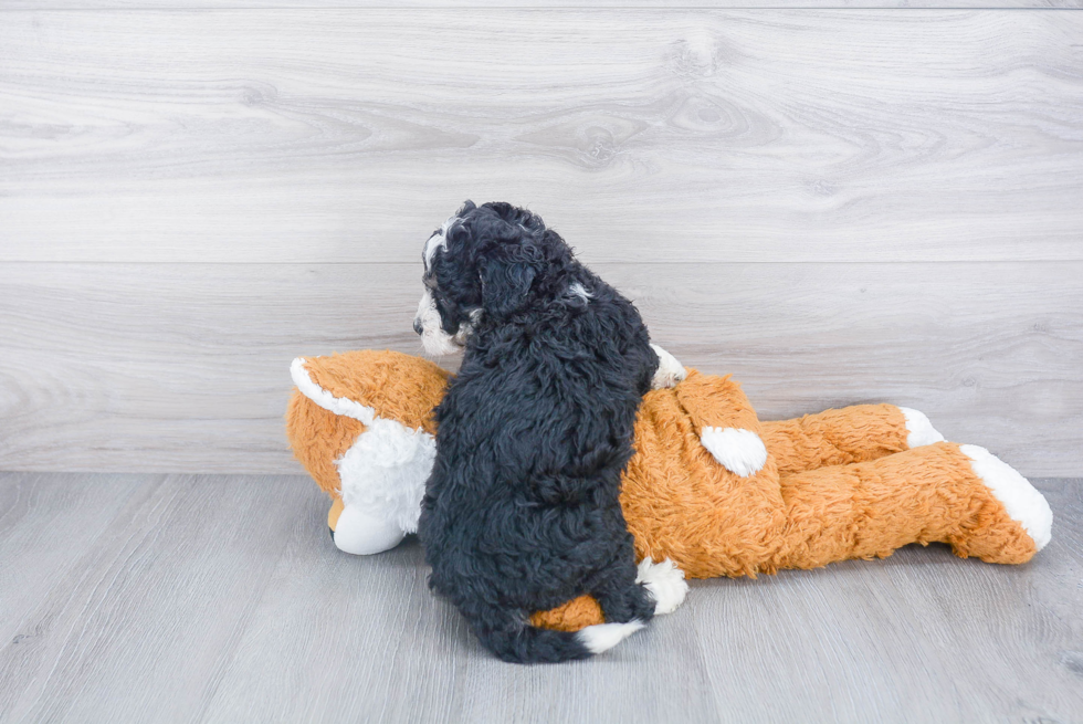 Funny Mini Bernedoodle Poodle Mix Pup