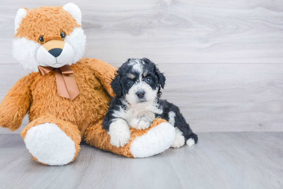 Best Mini Bernedoodle Baby