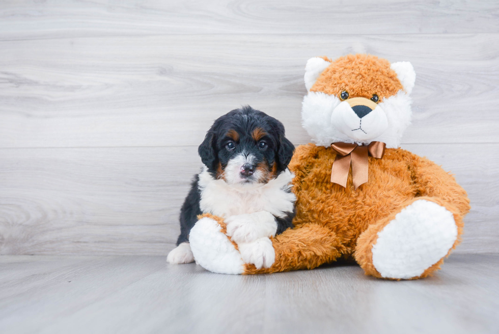 Energetic Bernadoodle Poodle Mix Puppy