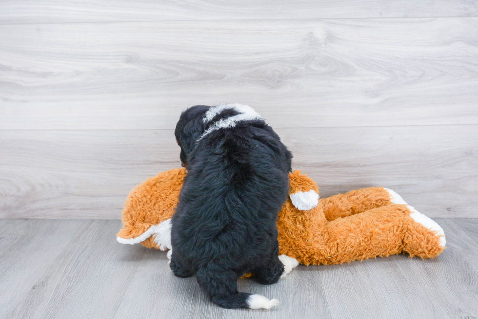 Mini Bernedoodle Pup Being Cute