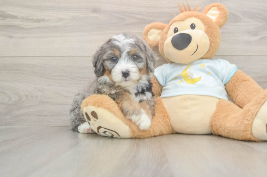 Mini Bernedoodle Pup Being Cute