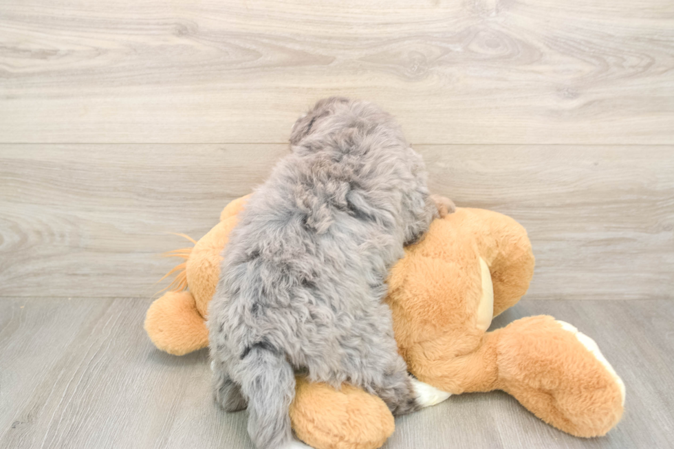 Petite Mini Bernedoodle Poodle Mix Pup