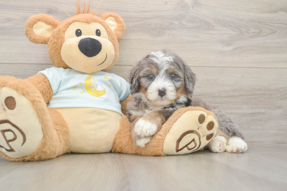 Mini Bernedoodle Pup Being Cute