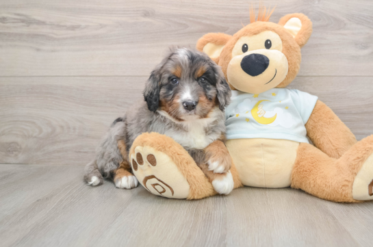 Mini Bernedoodle Puppy for Adoption