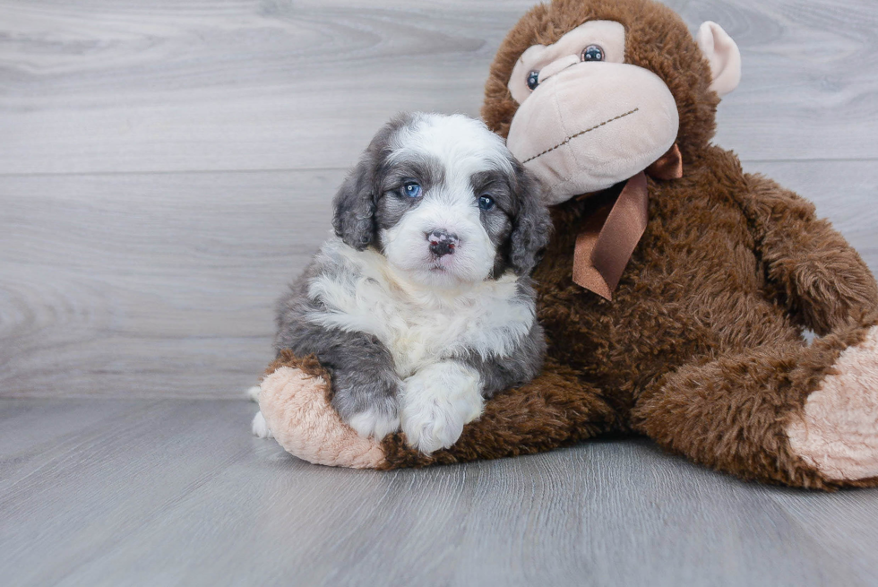 Best Mini Bernedoodle Baby
