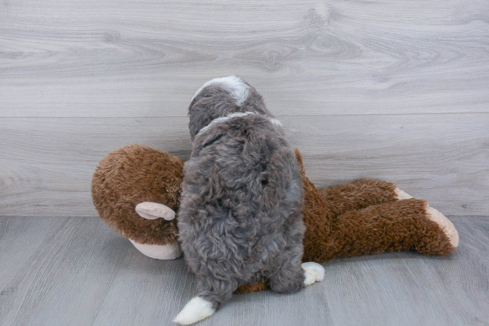 Little Mini Berniedoodle Poodle Mix Puppy