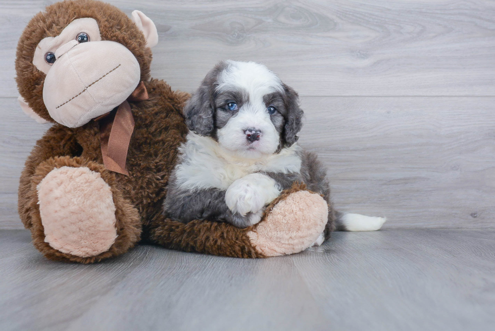Mini Bernedoodle Puppy for Adoption