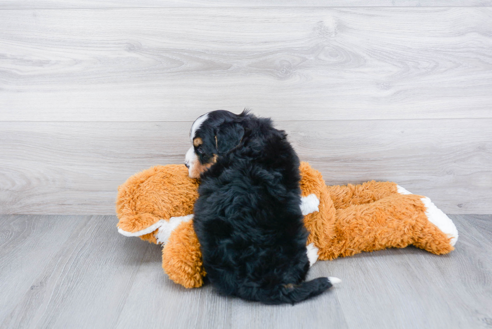 Mini Bernedoodle Puppy for Adoption