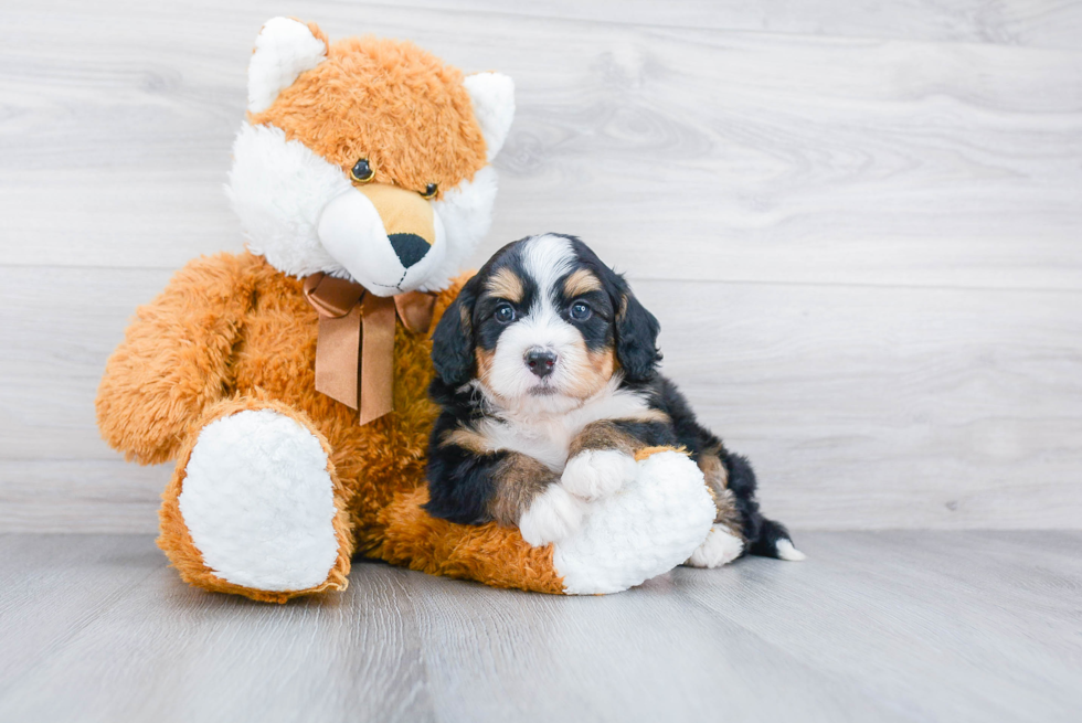 Best Mini Bernedoodle Baby
