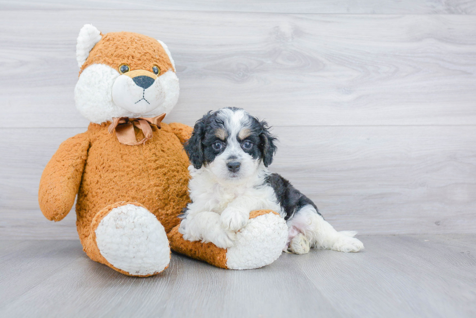 Small Mini Bernedoodle Baby
