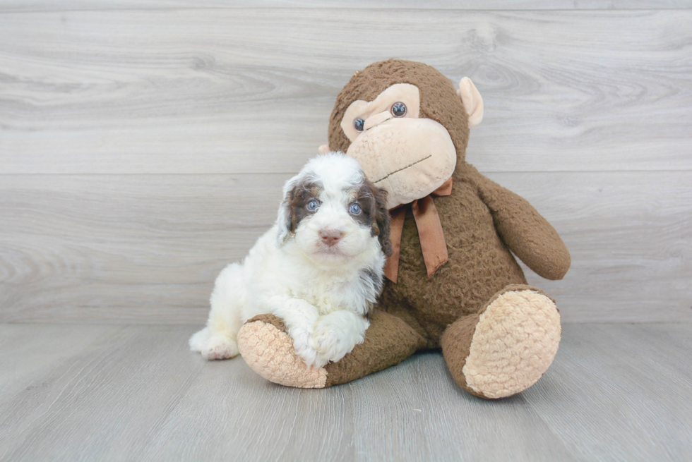 Best Mini Bernedoodle Baby