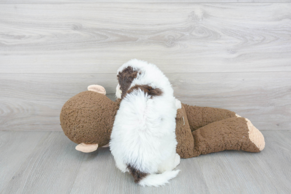 Funny Mini Bernedoodle Poodle Mix Pup
