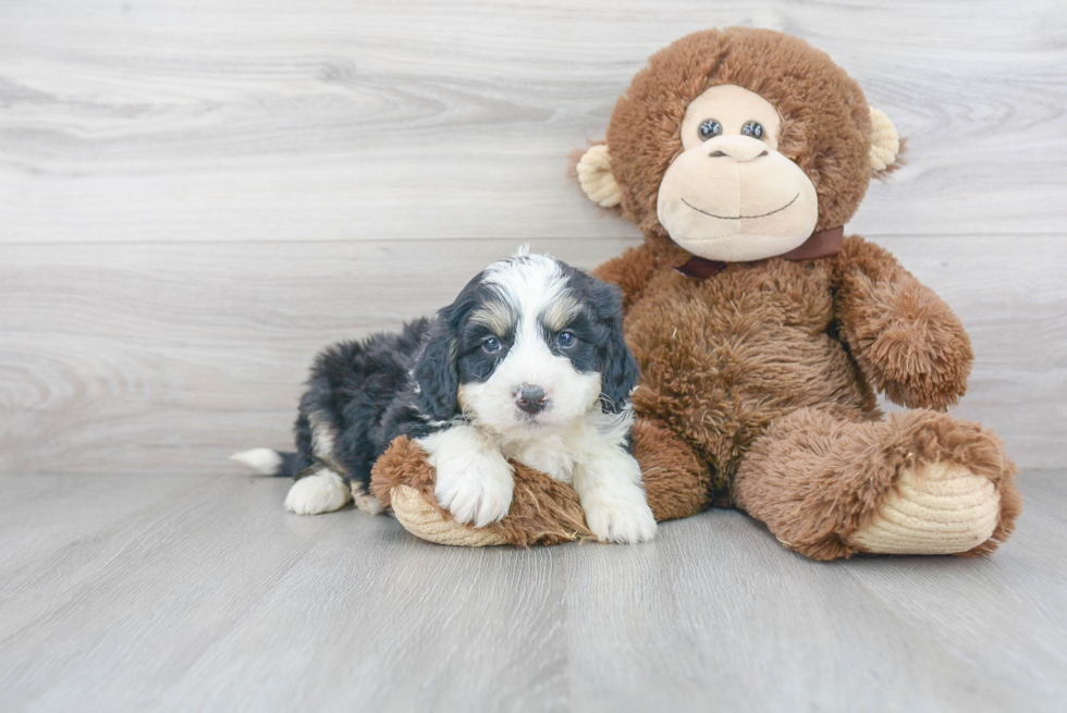 Mini Bernedoodle Puppy for Adoption