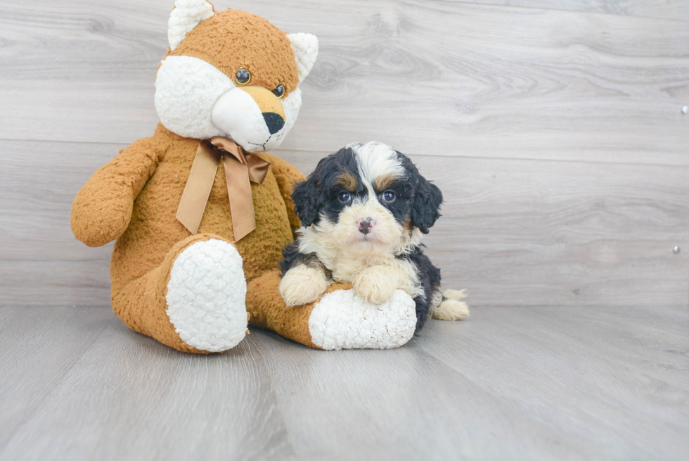 Mini Bernedoodle Pup Being Cute