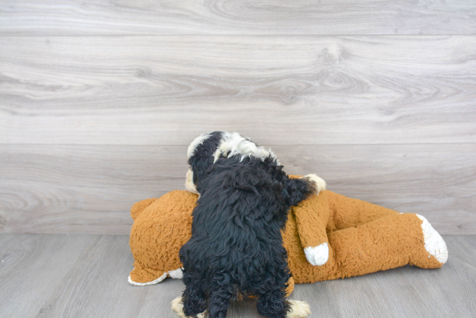 Fluffy Mini Bernedoodle Poodle Mix Pup
