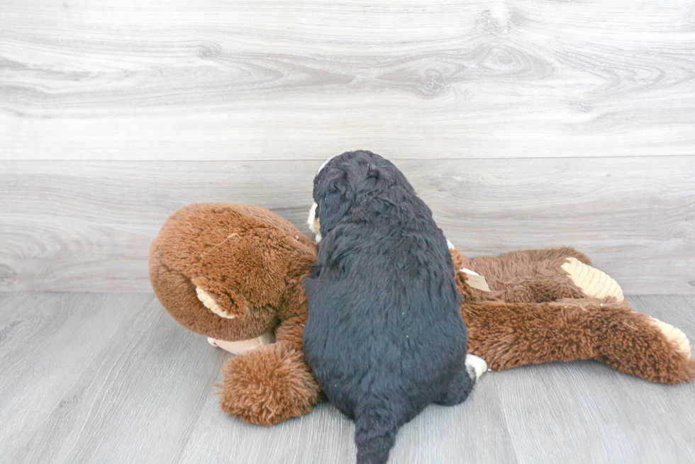 Friendly Mini Bernedoodle Baby