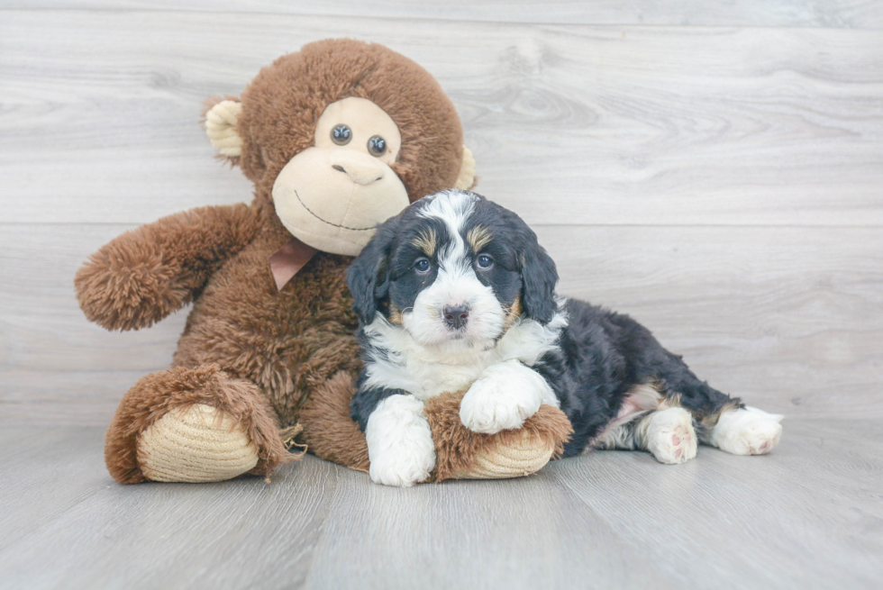 Best Mini Bernedoodle Baby