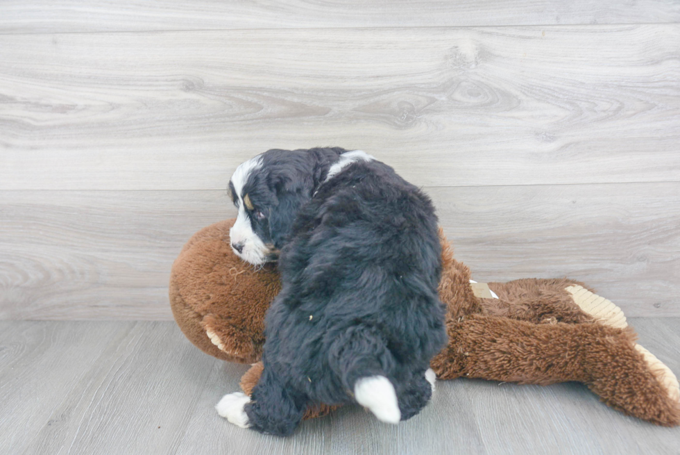Energetic Mini Berniedoodle Poodle Mix Puppy