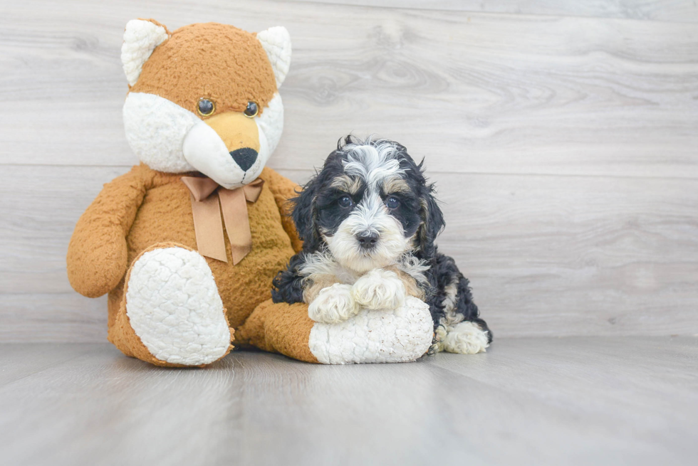 Mini Bernedoodle Pup Being Cute