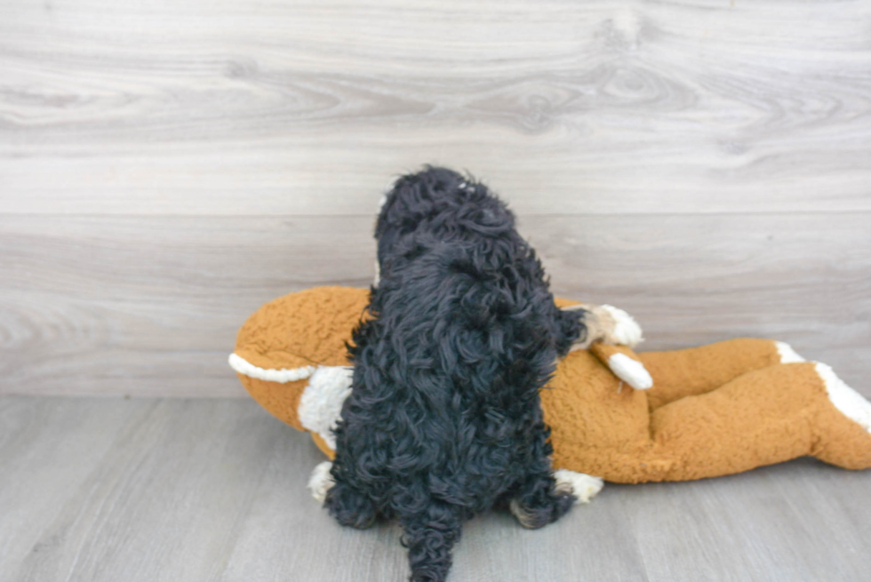 Petite Mini Bernedoodle Poodle Mix Pup