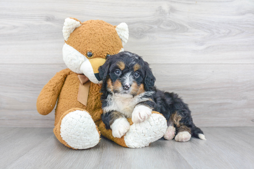 Fluffy Mini Bernedoodle Poodle Mix Pup