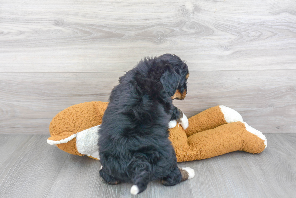 Mini Bernedoodle Pup Being Cute