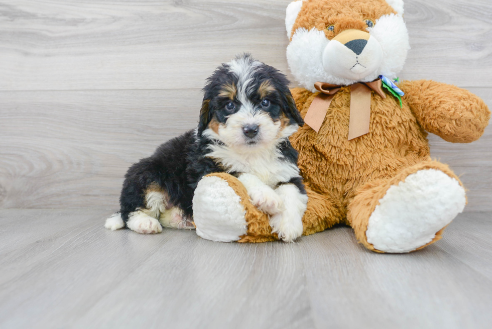 Petite Mini Bernedoodle Poodle Mix Pup
