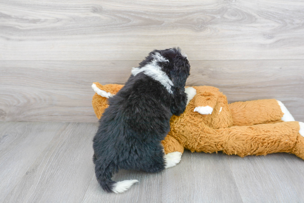 Best Mini Bernedoodle Baby