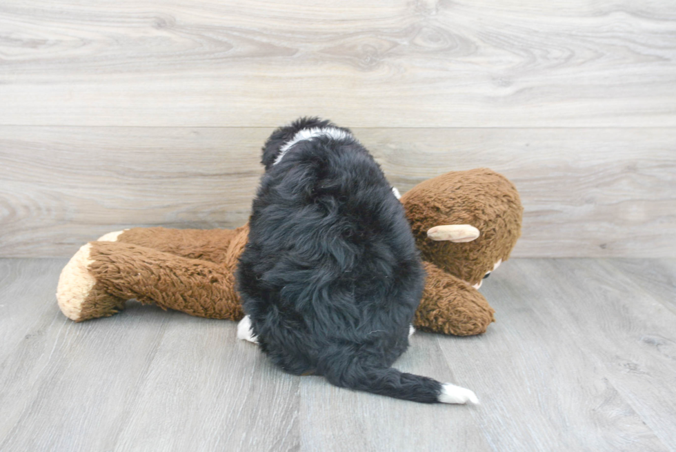 Popular Mini Bernedoodle Poodle Mix Pup