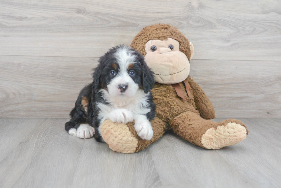 Adorable Mini Berniedoodle Poodle Mix Puppy