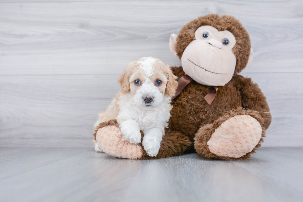 Mini Bernedoodle Pup Being Cute