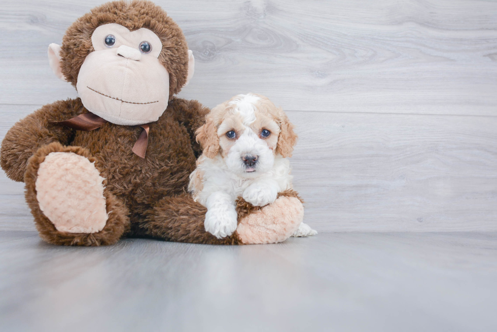 Mini Bernedoodle Puppy for Adoption