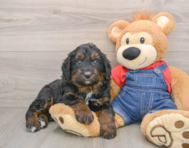5 week old Mini Bernedoodle Puppy For Sale - Premier Pups