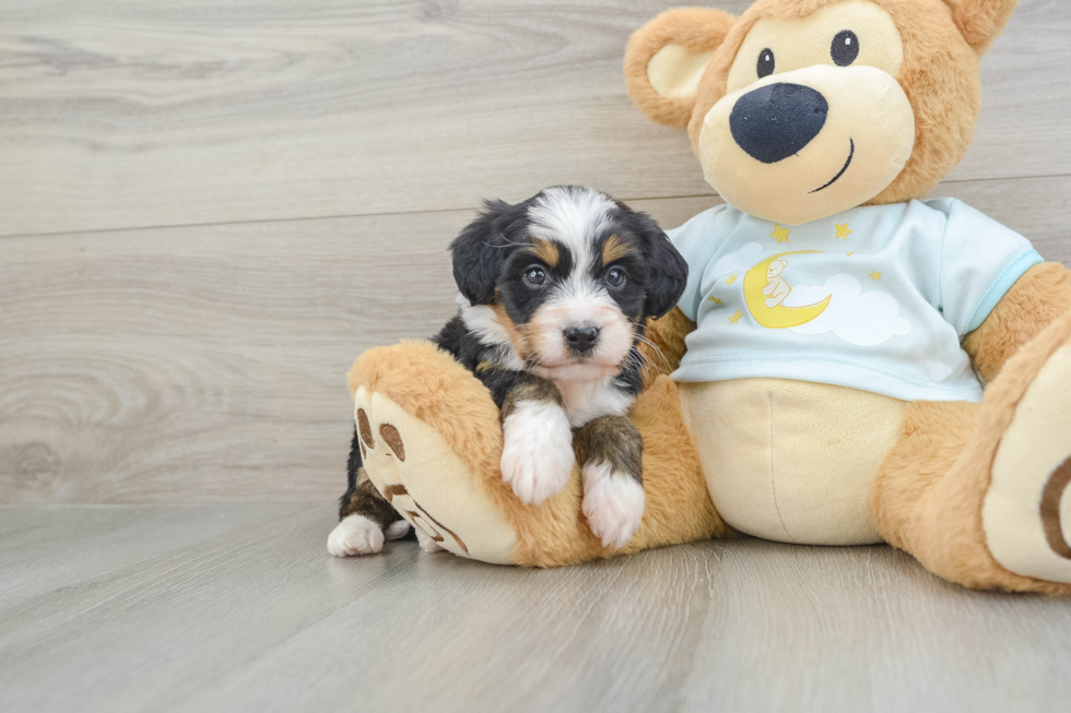 Mini Bernedoodle Puppy for Adoption