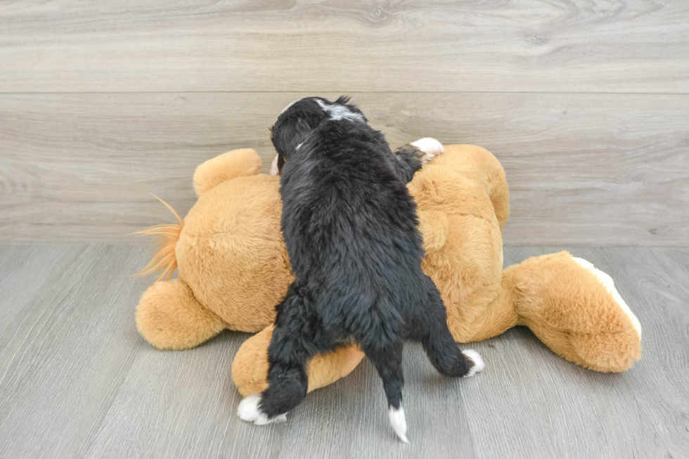 Mini Bernedoodle Puppy for Adoption