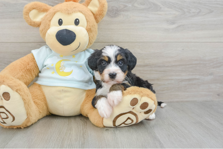 Hypoallergenic Mini Bernepoo Poodle Mix Puppy