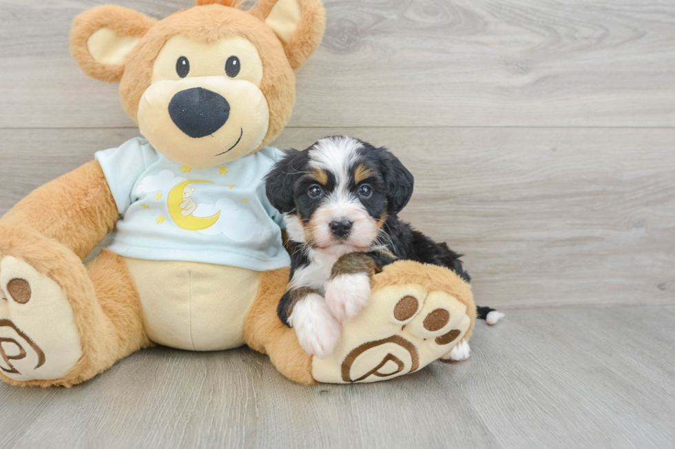 Hypoallergenic Mini Bernepoo Poodle Mix Puppy