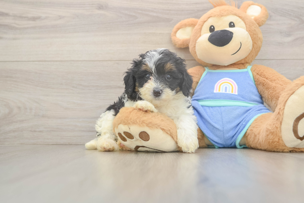 Mini Bernedoodle Puppy for Adoption