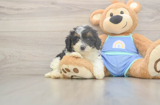 Mini Bernedoodle Puppy for Adoption