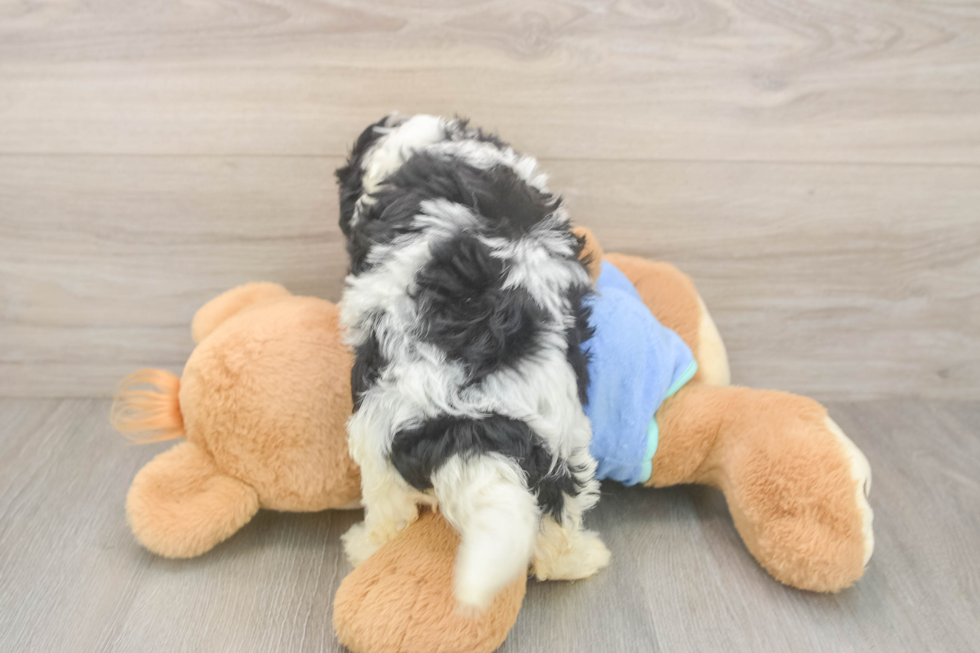 Petite Mini Bernedoodle Poodle Mix Pup